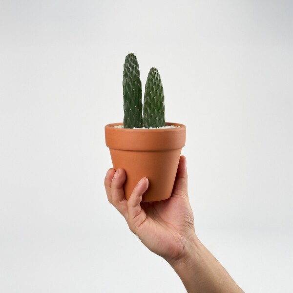 꽃집청년들,마이 유스, 미니 선인장