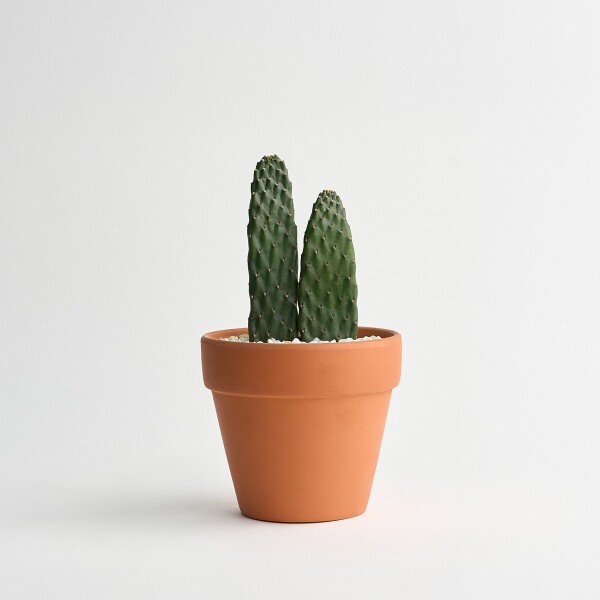 꽃집청년들,마이 유스, 미니 선인장