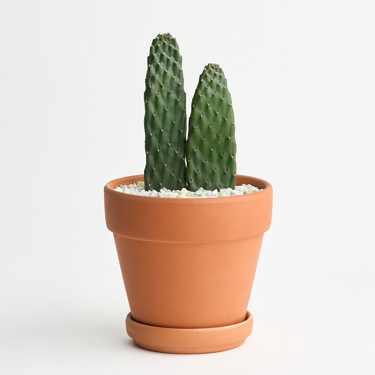 마이 유스, 미니 선인장