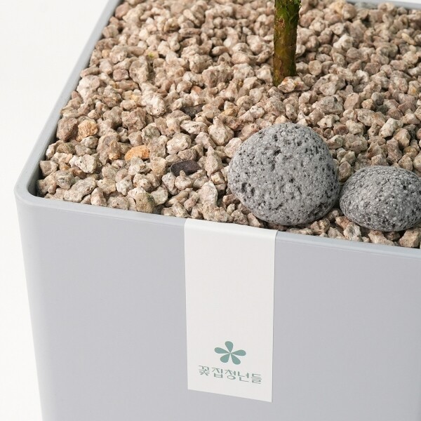 꽃집청년들,율마 모던라인 1호