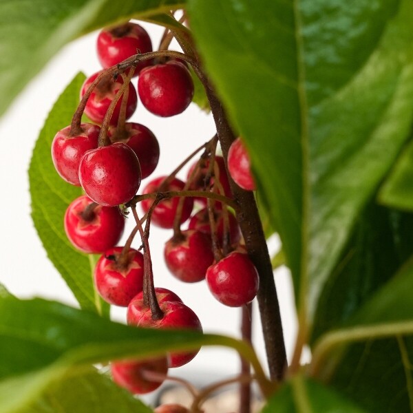 꽃집청년들,천냥금(백량금) 모던라인