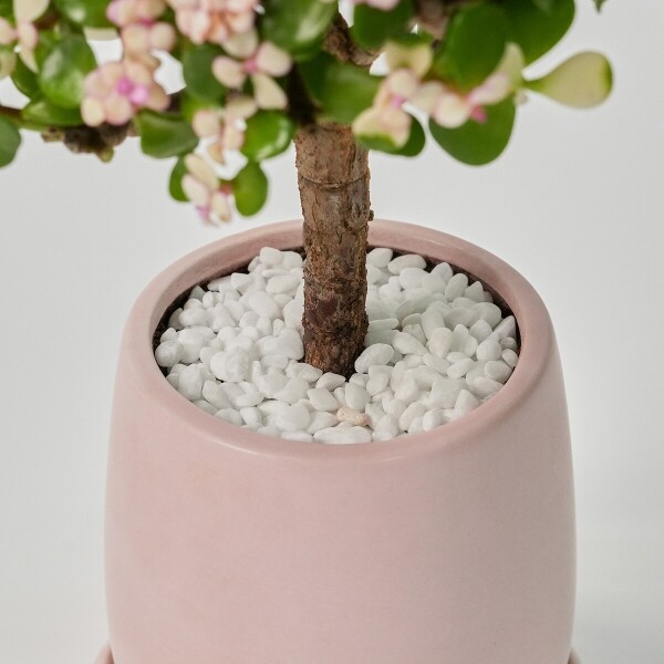 꽃집청년들,미니 핑크 아악무