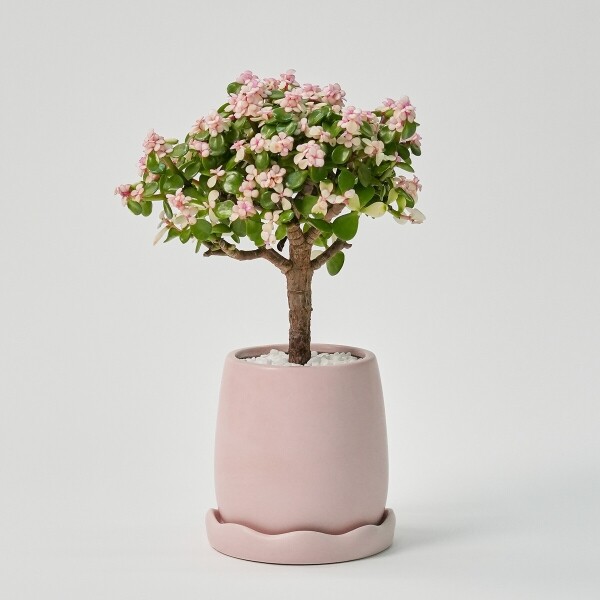 꽃집청년들,미니 핑크 아악무