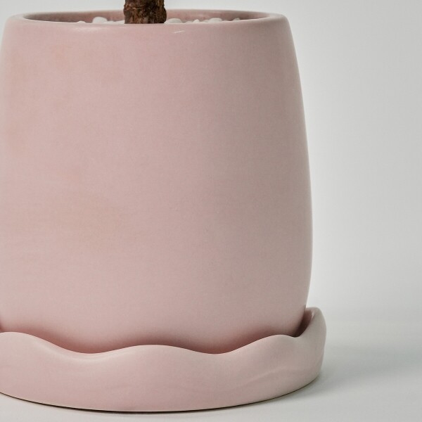 꽃집청년들,미니 핑크 아악무