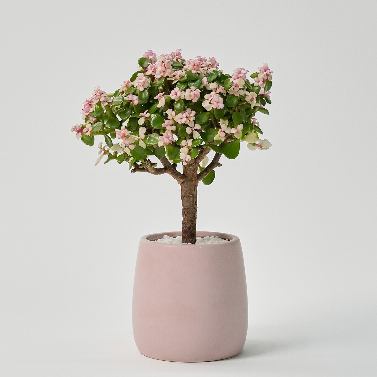 꽃집청년들,미니 핑크 아악무