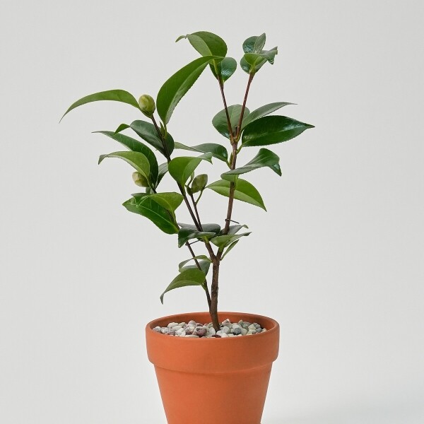 꽃집청년들,미니 동백나무