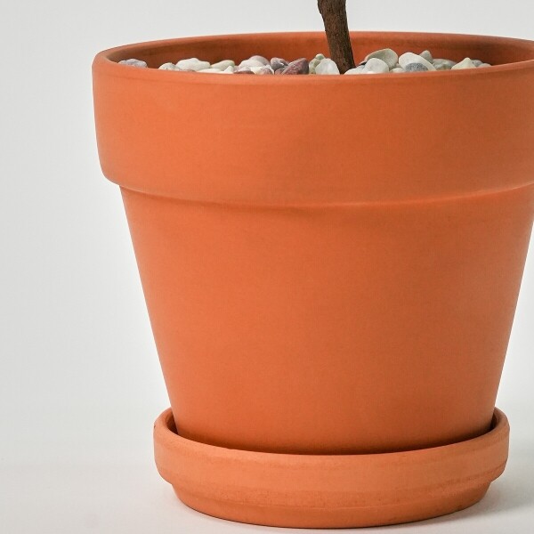 꽃집청년들,미니 동백나무