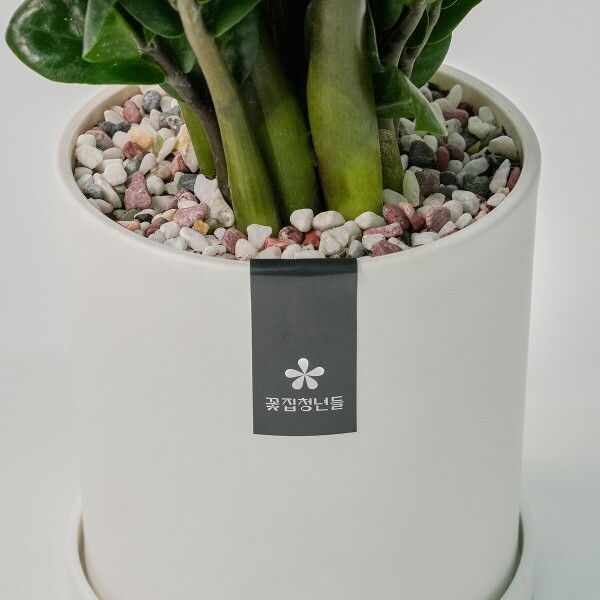 꽃집청년들,미니 보석금전수