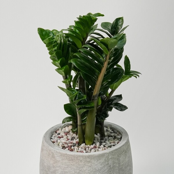 꽃집청년들,보석금전수(서울한정)