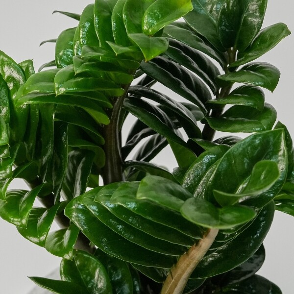 꽃집청년들,보석금전수(서울한정)