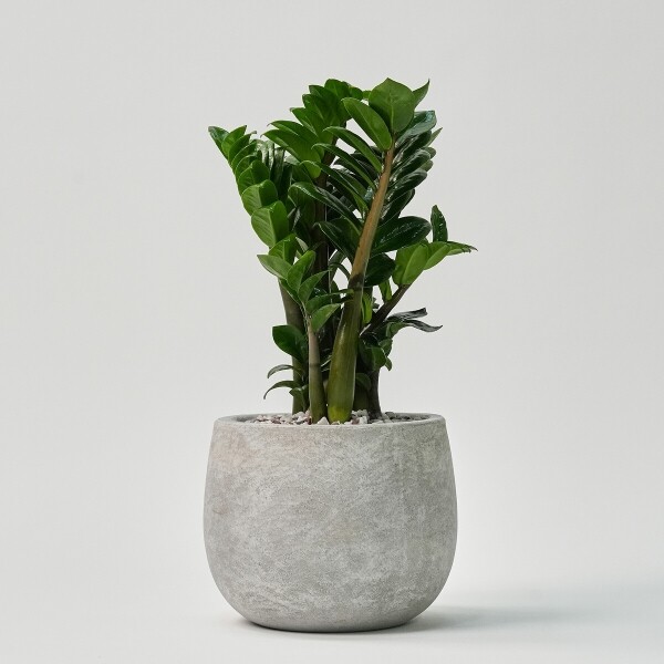 꽃집청년들,보석금전수(서울한정)