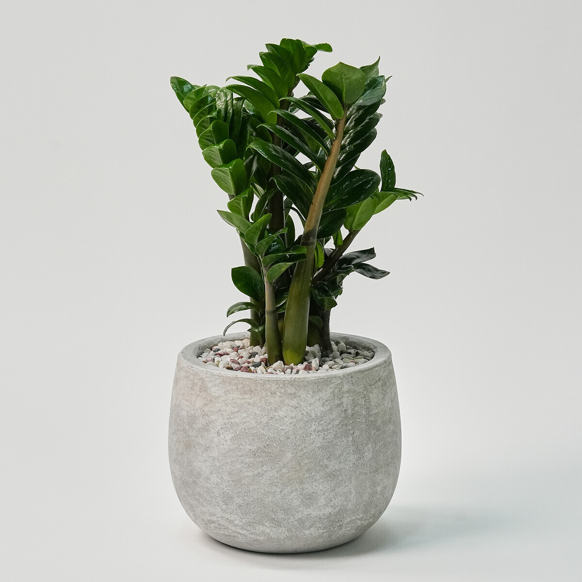 보석금전수(서울한정)