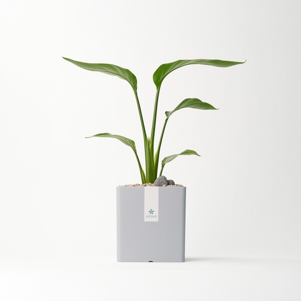 꽃집청년들,극락조 모던라인 미니(서울한정)