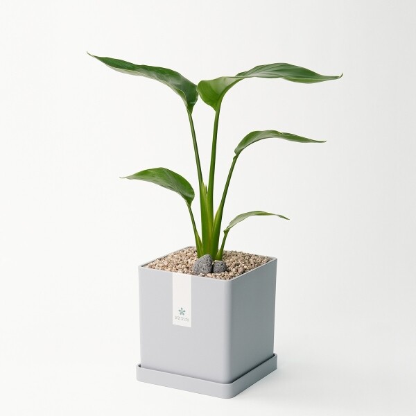 꽃집청년들,극락조 모던라인 미니(서울한정)