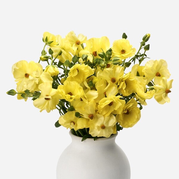 꽃집청년들,버터플라이 노랑 5대