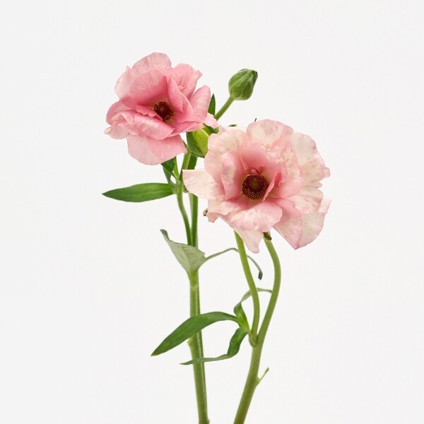 꽃집청년들,버터플라이 핑크 5대