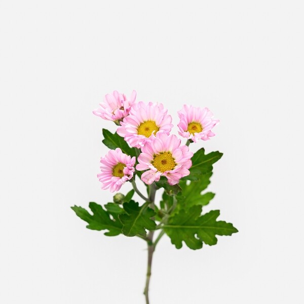 꽃집청년들,로사 소국 5대