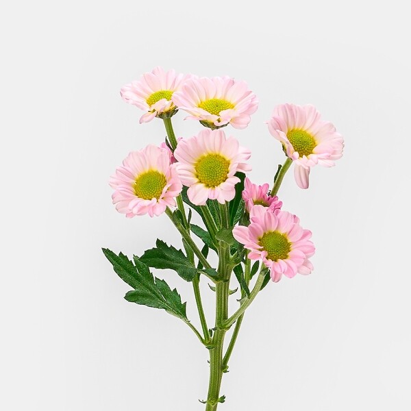 꽃집청년들,보라미 소국 5대