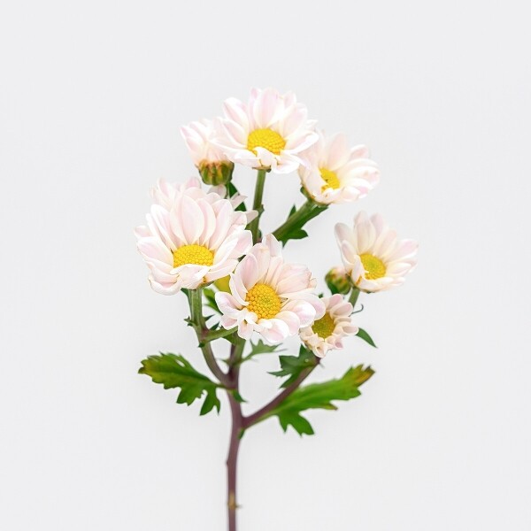 꽃집청년들,MIX 핑크소국