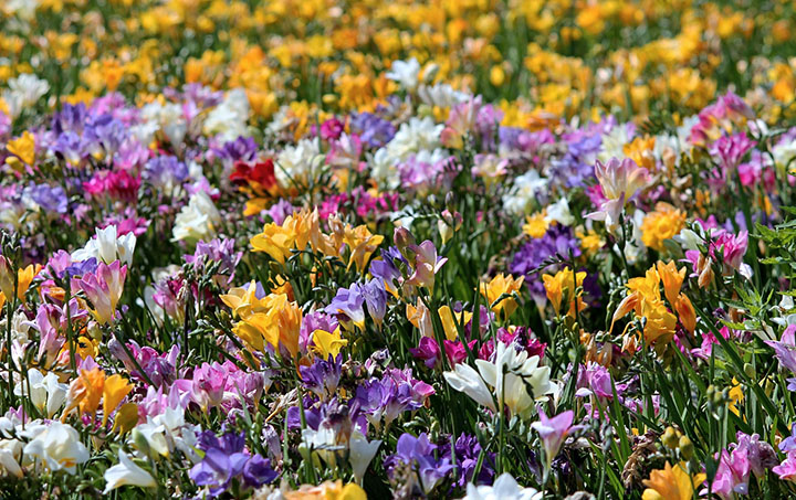 프리지아의 주요 특징