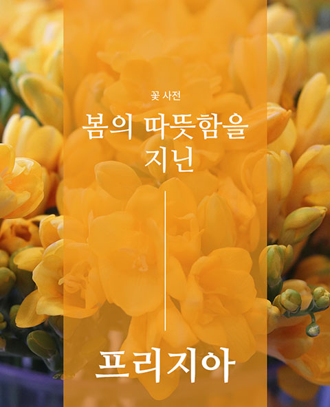 프리지아의 모든것