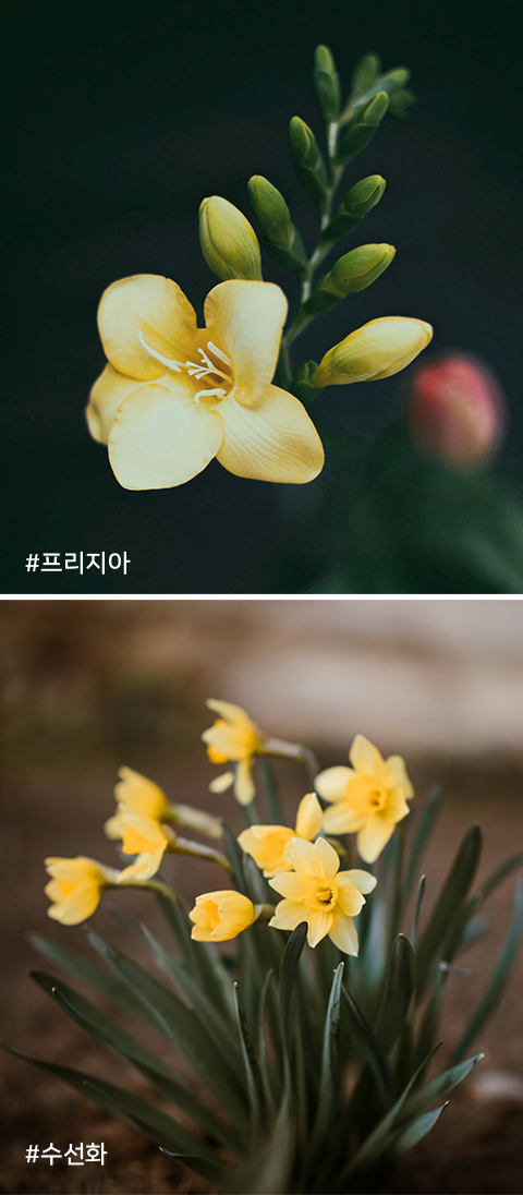 프리지아에 얽힌 전설