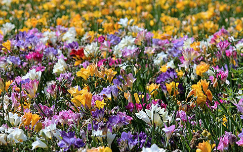 프리지아의 주요 특징