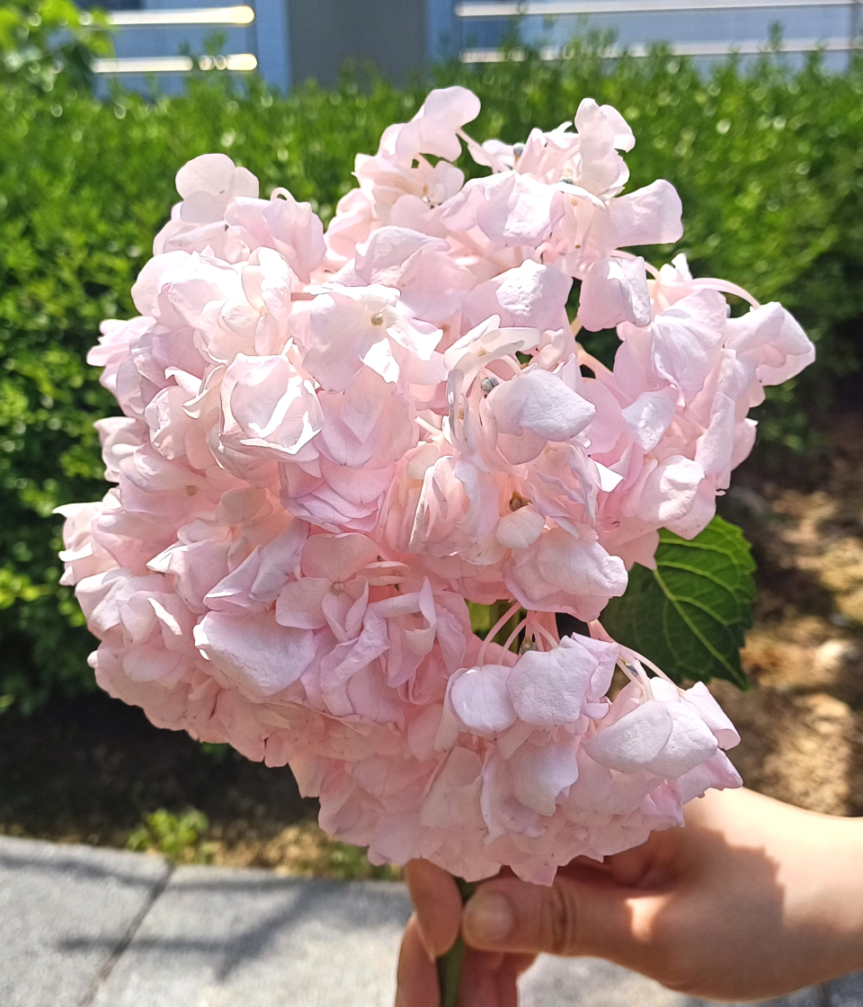 핑크 수국 물내림