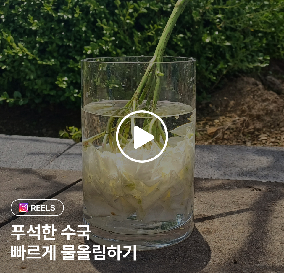 수국 물올림 영상 GUIDE