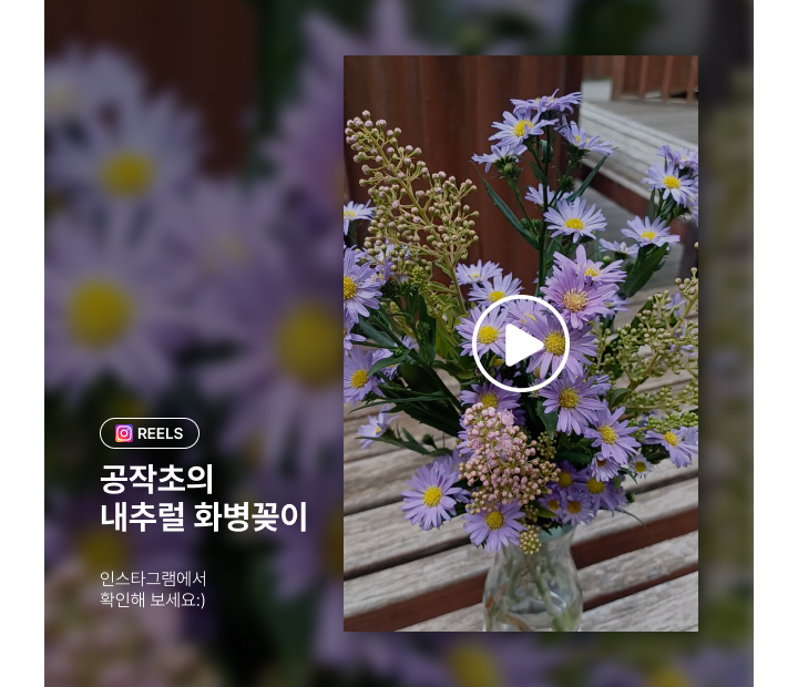 인스타그램-공작초의 내추럴 화병꽂이