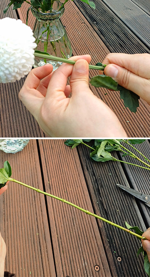 폼폰 국화, 공작초, 레몬트리 손질하기