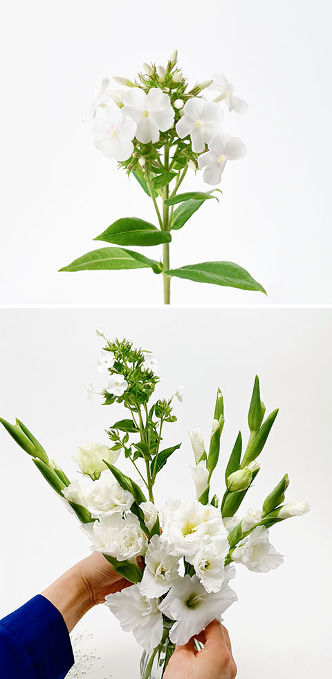 여름꽃, 화이트 후룩스